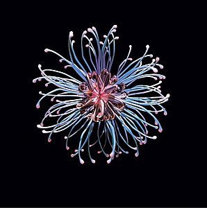 Wonderworld Wonderworld