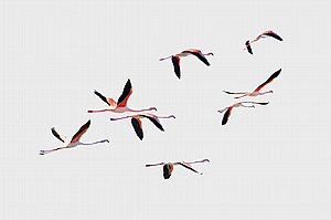 ציפורים בנדידה ציפורים בנדידה